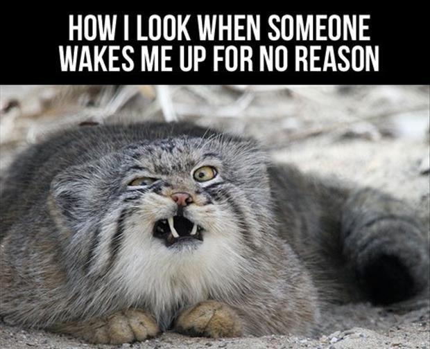 How I look when someone wakes me up for no reason Picture Quote #1
