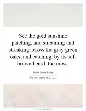 See the gold sunshine patching, and streaming and streaking across the gray green oaks; and catching, by its soft brown beard, the moss Picture Quote #1