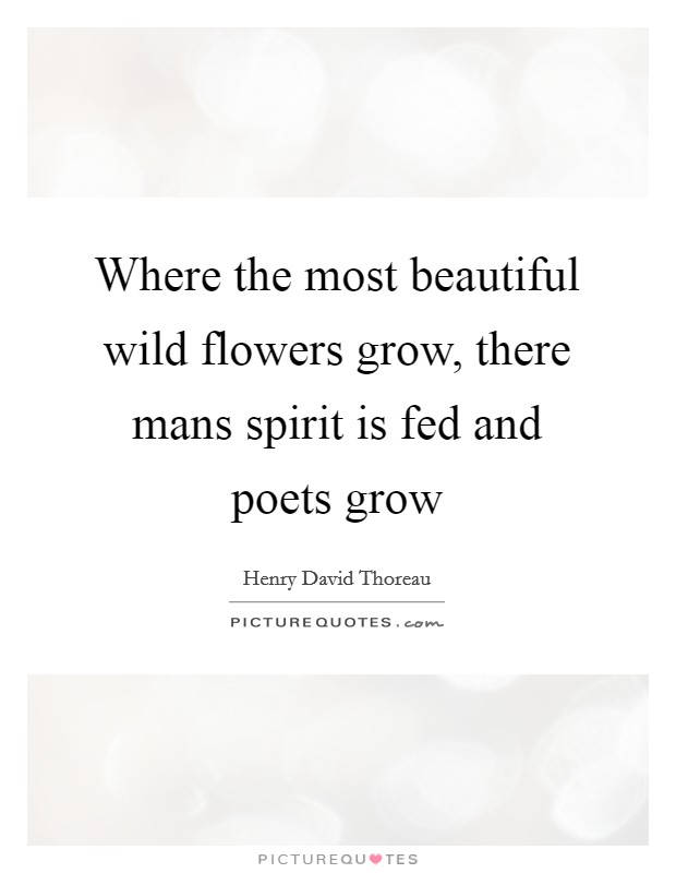 Where the most beautiful wild flowers grow, there mans spirit is fed and poets grow Picture Quote #1