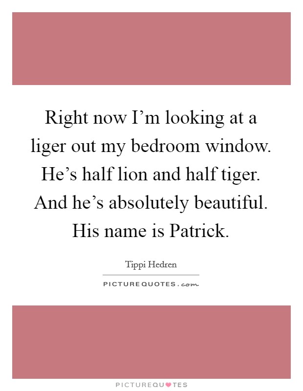 Right now I'm looking at a liger out my bedroom window. He's half lion and half tiger. And he's absolutely beautiful. His name is Patrick. Picture Quote #1