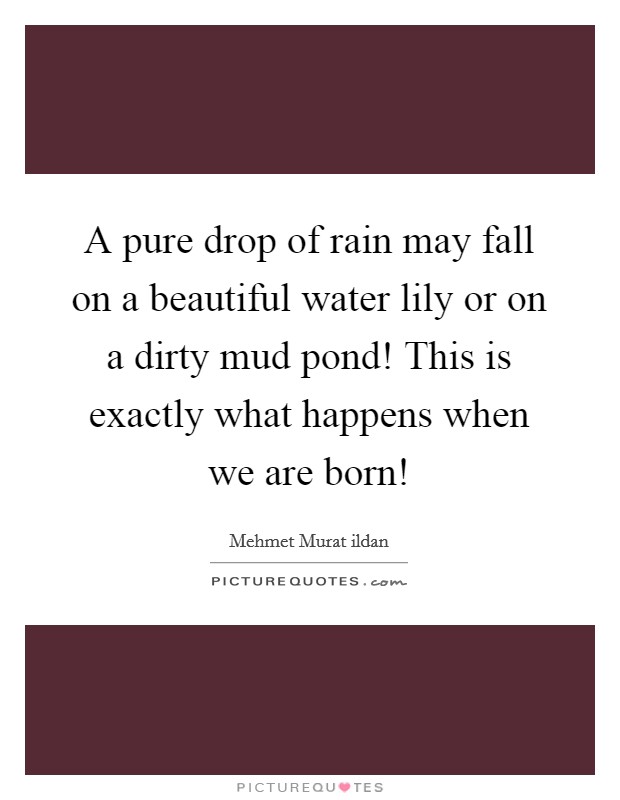A pure drop of rain may fall on a beautiful water lily or on a dirty mud pond! This is exactly what happens when we are born! Picture Quote #1