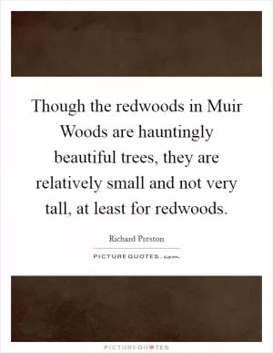 Though the redwoods in Muir Woods are hauntingly beautiful trees, they are relatively small and not very tall, at least for redwoods Picture Quote #1