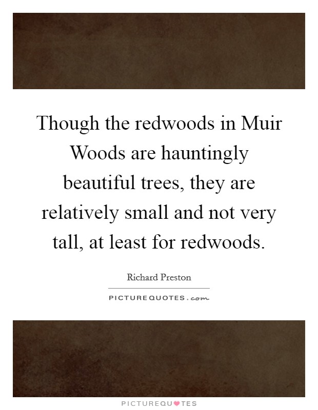 Though the redwoods in Muir Woods are hauntingly beautiful trees, they are relatively small and not very tall, at least for redwoods. Picture Quote #1