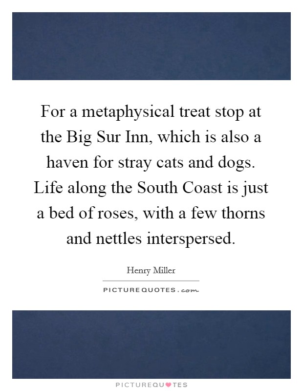 For a metaphysical treat stop at the Big Sur Inn, which is also a haven for stray cats and dogs. Life along the South Coast is just a bed of roses, with a few thorns and nettles interspersed. Picture Quote #1