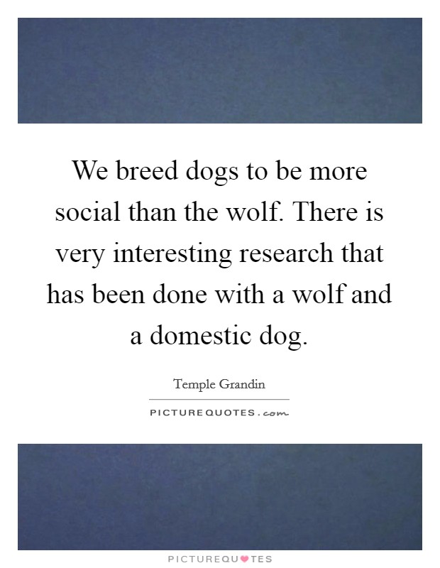 We breed dogs to be more social than the wolf. There is very interesting research that has been done with a wolf and a domestic dog. Picture Quote #1