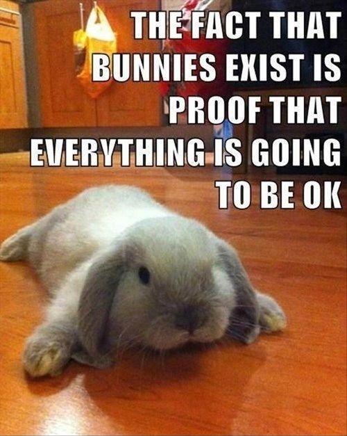 The fact that bunnies exist is proof that everything is going to be ok Picture Quote #1