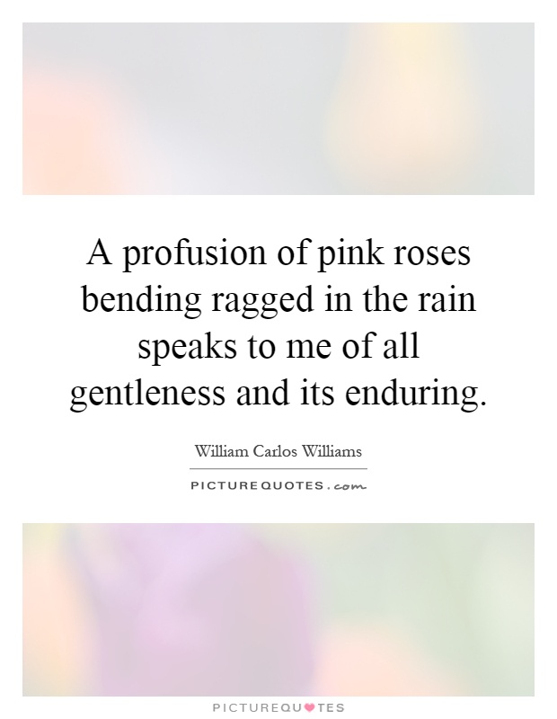 A profusion of pink roses bending ragged in the rain speaks to me of all gentleness and its enduring Picture Quote #1