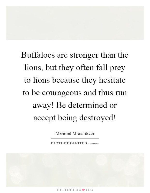 Buffaloes are stronger than the lions, but they often fall prey to lions because they hesitate to be courageous and thus run away! Be determined or accept being destroyed! Picture Quote #1