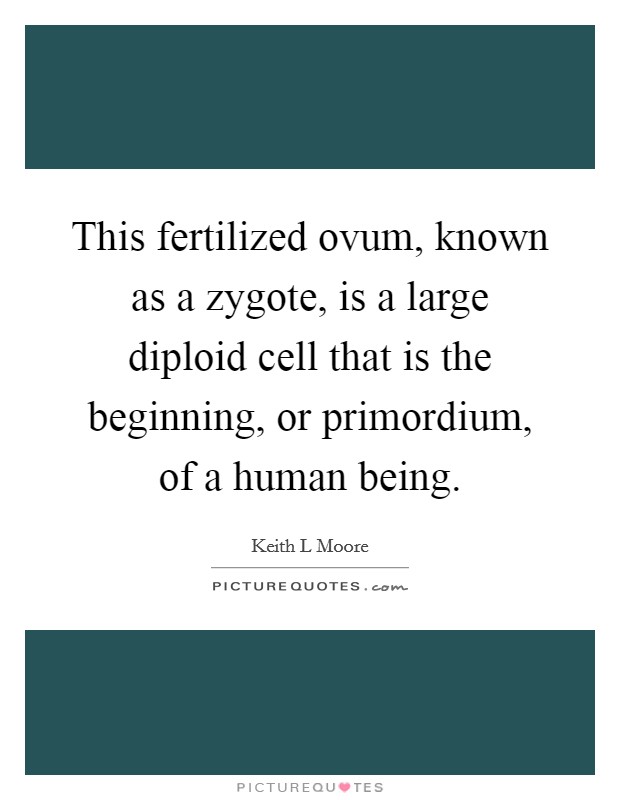 This fertilized ovum, known as a zygote, is a large diploid cell that is the beginning, or primordium, of a human being. Picture Quote #1