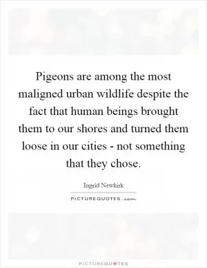 Pigeons are among the most maligned urban wildlife despite the fact that human beings brought them to our shores and turned them loose in our cities - not something that they chose Picture Quote #1