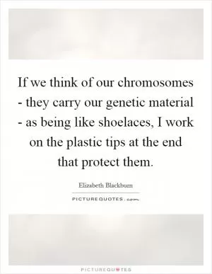 If we think of our chromosomes - they carry our genetic material - as being like shoelaces, I work on the plastic tips at the end that protect them Picture Quote #1