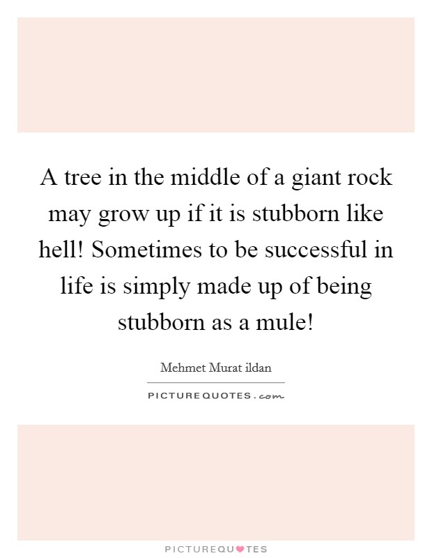 A tree in the middle of a giant rock may grow up if it is stubborn like hell! Sometimes to be successful in life is simply made up of being stubborn as a mule! Picture Quote #1