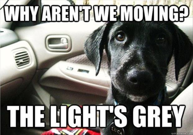 Why aren't we moving? The light's grey Picture Quote #1
