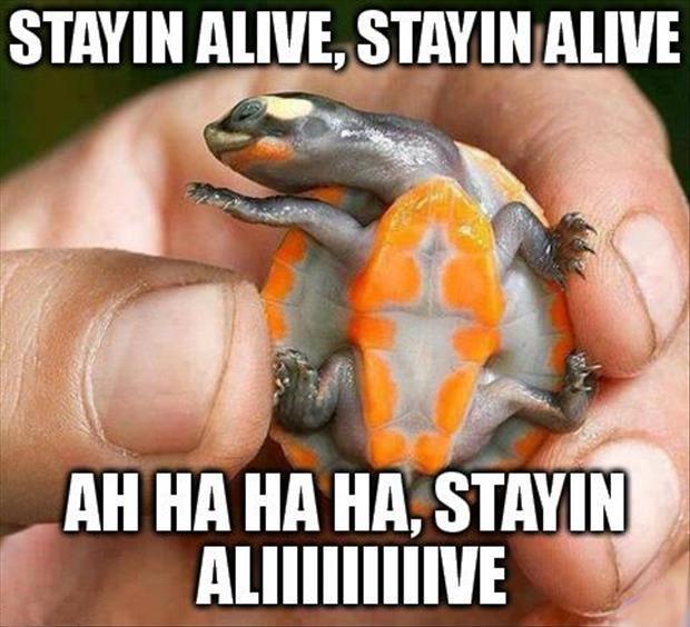 Stayin' alive, stayin' alive. Ah ha ha ha, stayin' aliiiiiiiiive Picture Quote #1