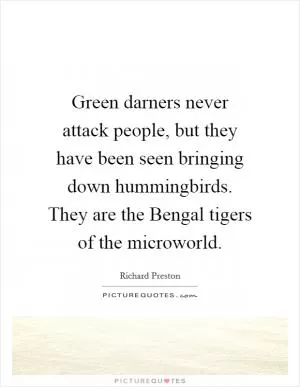 Green darners never attack people, but they have been seen bringing down hummingbirds. They are the Bengal tigers of the microworld Picture Quote #1