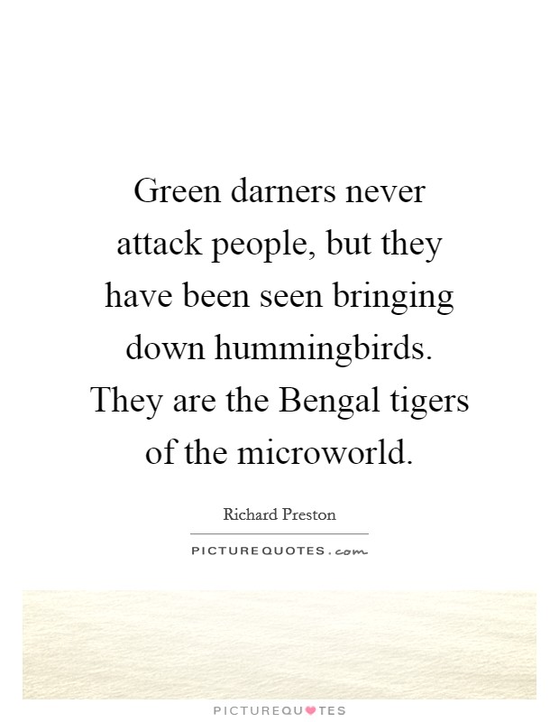Green darners never attack people, but they have been seen bringing down hummingbirds. They are the Bengal tigers of the microworld. Picture Quote #1