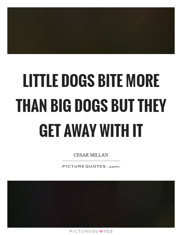 Little dogs bite more than big dogs but they get away with it Picture Quote #1