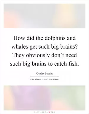 How did the dolphins and whales get such big brains? They obviously don’t need such big brains to catch fish Picture Quote #1