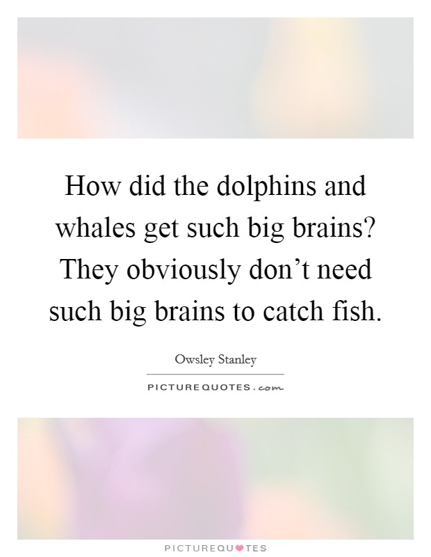 How did the dolphins and whales get such big brains? They obviously don't need such big brains to catch fish. Picture Quote #1