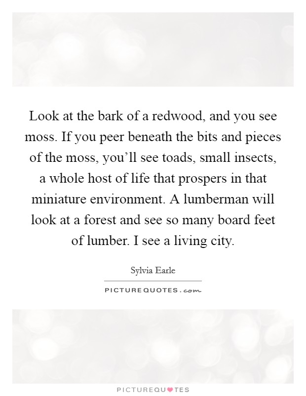 Look at the bark of a redwood, and you see moss. If you peer beneath the bits and pieces of the moss, you'll see toads, small insects, a whole host of life that prospers in that miniature environment. A lumberman will look at a forest and see so many board feet of lumber. I see a living city. Picture Quote #1