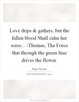 Love drips and gathers, but the fallen blood Shall calm her sores... -Thomas, The Force that through the green fuse drives the flower Picture Quote #1