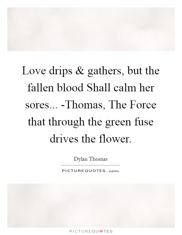 Love drips and gathers, but the fallen blood Shall calm her sores... -Thomas, The Force that through the green fuse drives the flower. Picture Quote #1
