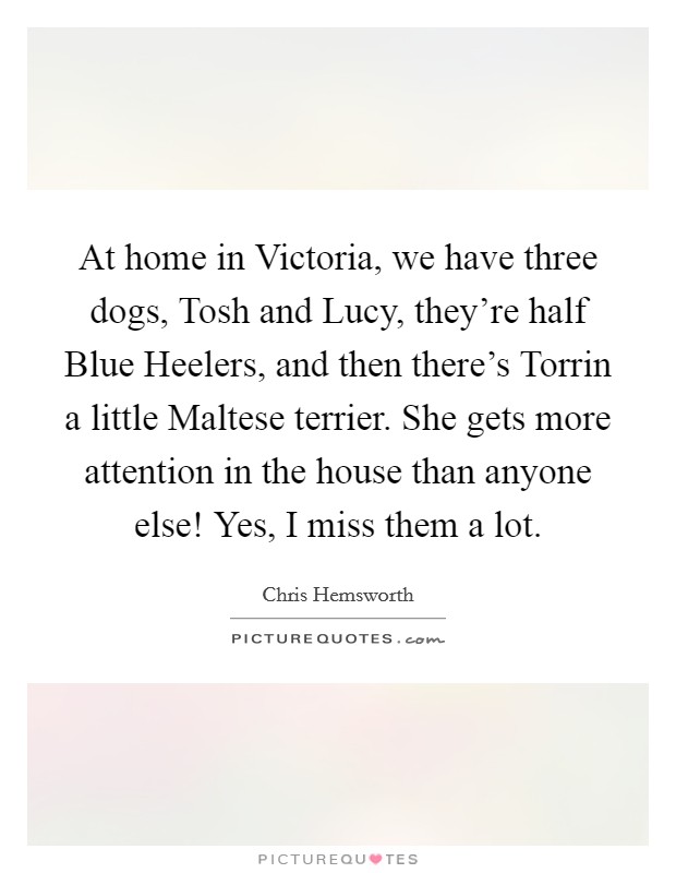 At home in Victoria, we have three dogs, Tosh and Lucy, they're half Blue Heelers, and then there's Torrin a little Maltese terrier. She gets more attention in the house than anyone else! Yes, I miss them a lot. Picture Quote #1