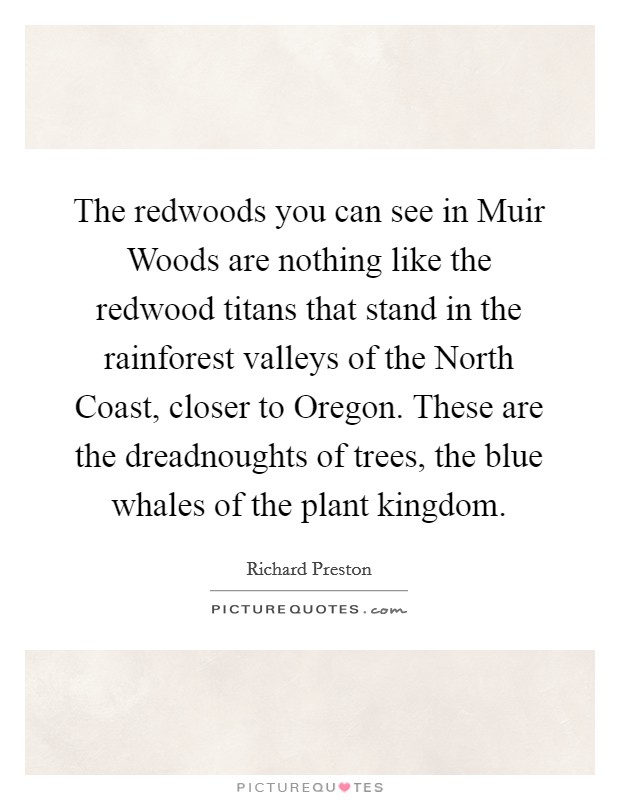 The redwoods you can see in Muir Woods are nothing like the redwood titans that stand in the rainforest valleys of the North Coast, closer to Oregon. These are the dreadnoughts of trees, the blue whales of the plant kingdom. Picture Quote #1