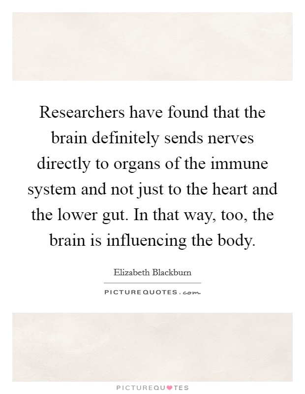 Researchers have found that the brain definitely sends nerves directly to organs of the immune system and not just to the heart and the lower gut. In that way, too, the brain is influencing the body. Picture Quote #1