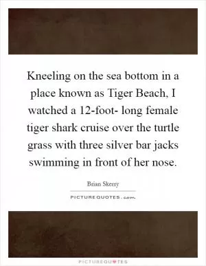 Kneeling on the sea bottom in a place known as Tiger Beach, I watched a 12-foot- long female tiger shark cruise over the turtle grass with three silver bar jacks swimming in front of her nose Picture Quote #1