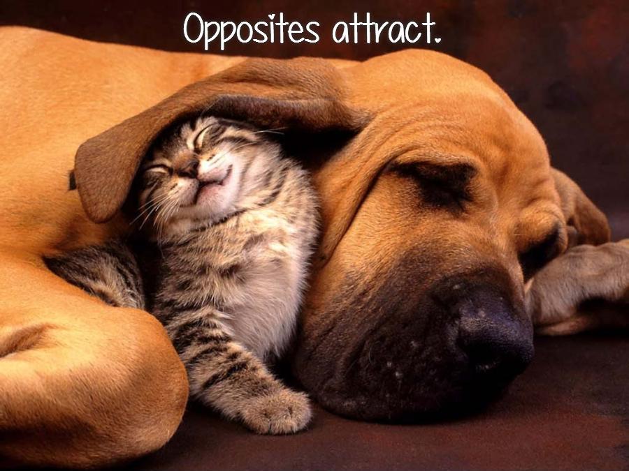 Opposites attract Picture Quote #1