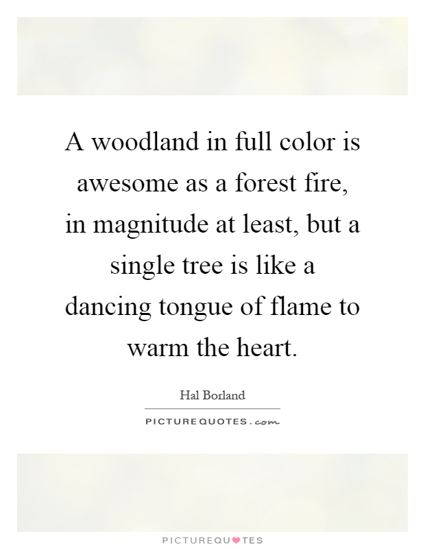 A woodland in full color is awesome as a forest fire, in magnitude at least, but a single tree is like a dancing tongue of flame to warm the heart Picture Quote #1
