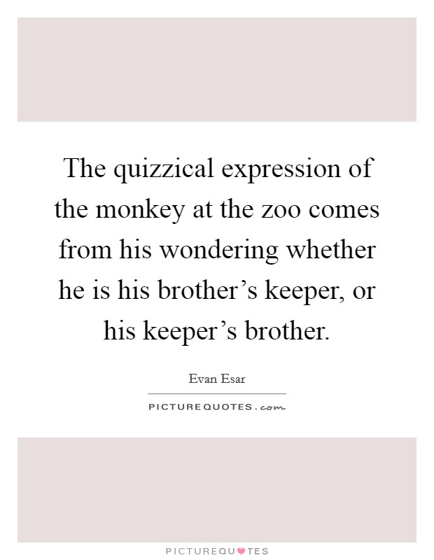 The quizzical expression of the monkey at the zoo comes from his wondering whether he is his brother's keeper, or his keeper's brother. Picture Quote #1