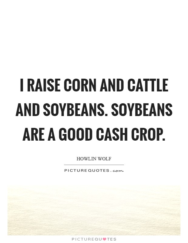 I raise corn and cattle and soybeans. Soybeans are a good cash crop. Picture Quote #1