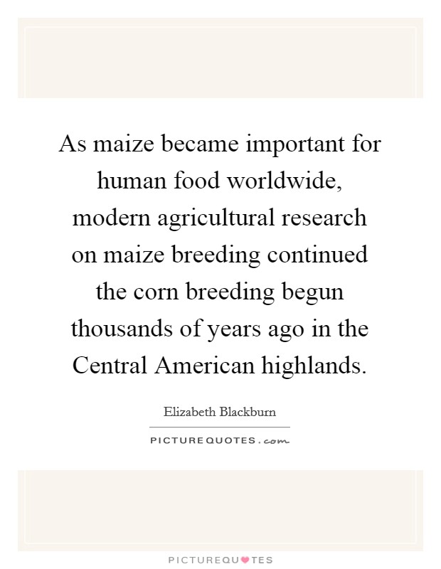 As maize became important for human food worldwide, modern agricultural research on maize breeding continued the corn breeding begun thousands of years ago in the Central American highlands. Picture Quote #1