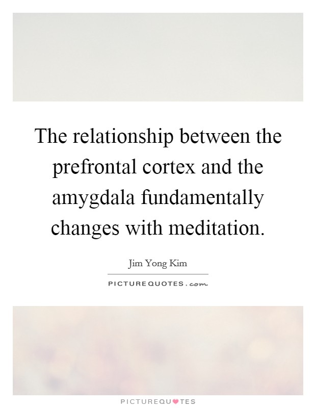 The relationship between the prefrontal cortex and the amygdala fundamentally changes with meditation. Picture Quote #1