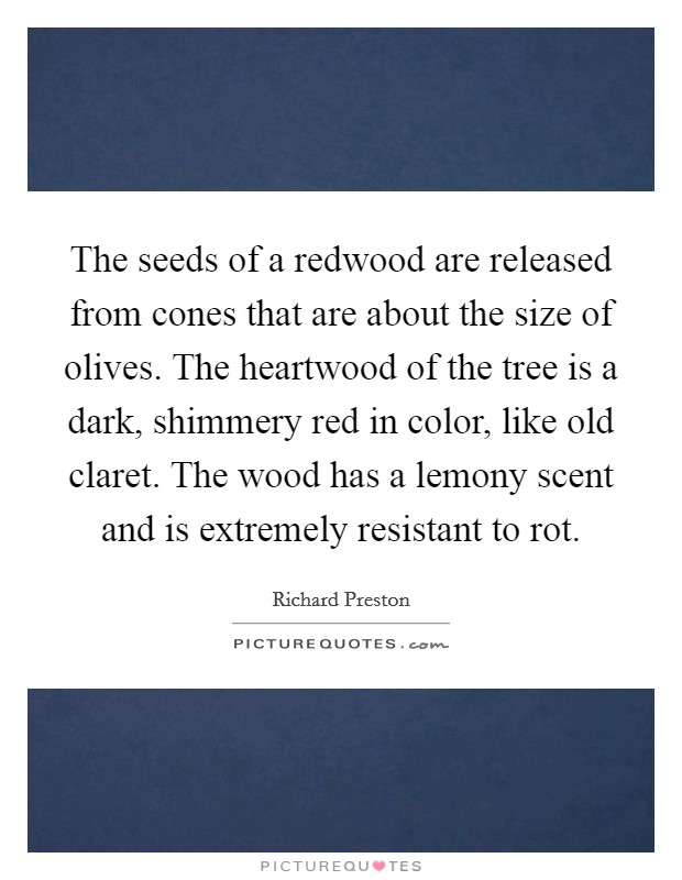The seeds of a redwood are released from cones that are about the size of olives. The heartwood of the tree is a dark, shimmery red in color, like old claret. The wood has a lemony scent and is extremely resistant to rot. Picture Quote #1
