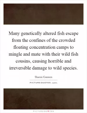 Many genetically altered fish escape from the confines of the crowded floating concentration camps to mingle and mate with their wild fish cousins, causing horrible and irreversible damage to wild species Picture Quote #1