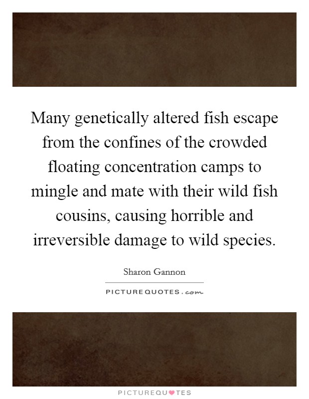 Many genetically altered fish escape from the confines of the crowded floating concentration camps to mingle and mate with their wild fish cousins, causing horrible and irreversible damage to wild species. Picture Quote #1