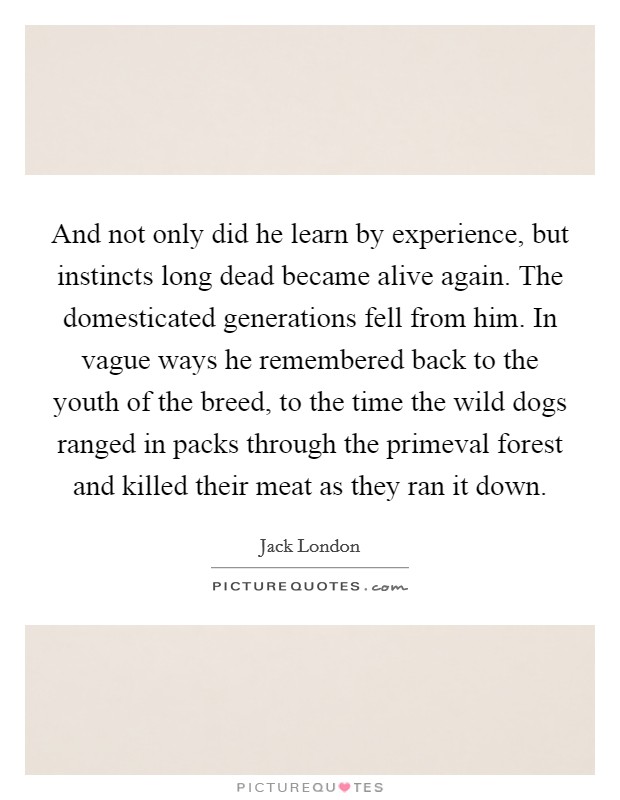 And not only did he learn by experience, but instincts long dead became alive again. The domesticated generations fell from him. In vague ways he remembered back to the youth of the breed, to the time the wild dogs ranged in packs through the primeval forest and killed their meat as they ran it down. Picture Quote #1