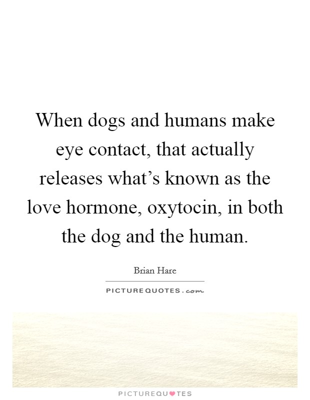 When dogs and humans make eye contact, that actually releases what's known as the love hormone, oxytocin, in both the dog and the human. Picture Quote #1