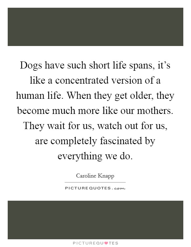 Dogs have such short life spans, it's like a concentrated version of a human life. When they get older, they become much more like our mothers. They wait for us, watch out for us, are completely fascinated by everything we do. Picture Quote #1