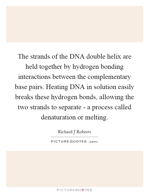 The strands of the DNA double helix are held together by hydrogen bonding interactions between the complementary base pairs. Heating DNA in solution easily breaks these hydrogen bonds, allowing the two strands to separate - a process called denaturation or melting. Picture Quote #1