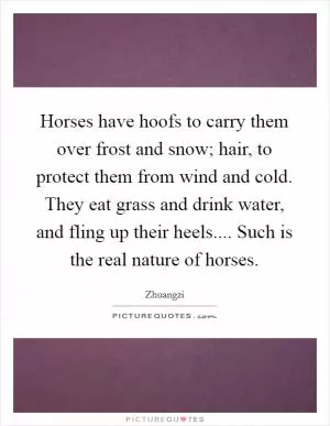 Horses have hoofs to carry them over frost and snow; hair, to protect them from wind and cold. They eat grass and drink water, and fling up their heels.... Such is the real nature of horses Picture Quote #1