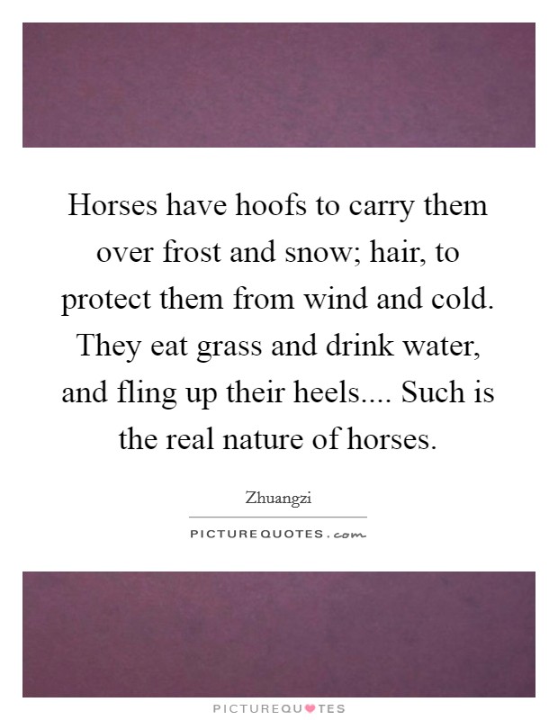 Horses have hoofs to carry them over frost and snow; hair, to protect them from wind and cold. They eat grass and drink water, and fling up their heels.... Such is the real nature of horses. Picture Quote #1