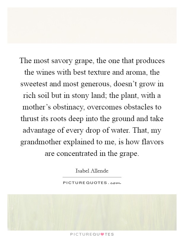 The most savory grape, the one that produces the wines with best texture and aroma, the sweetest and most generous, doesn't grow in rich soil but in stony land; the plant, with a mother's obstinacy, overcomes obstacles to thrust its roots deep into the ground and take advantage of every drop of water. That, my grandmother explained to me, is how flavors are concentrated in the grape. Picture Quote #1