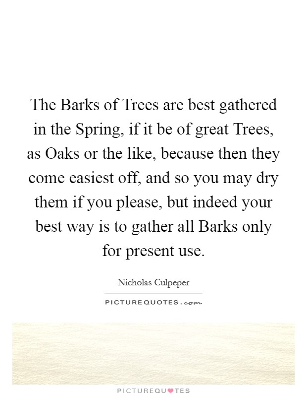 The Barks of Trees are best gathered in the Spring, if it be of great Trees, as Oaks or the like, because then they come easiest off, and so you may dry them if you please, but indeed your best way is to gather all Barks only for present use. Picture Quote #1