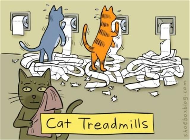 Cat treadmills Picture Quote #1