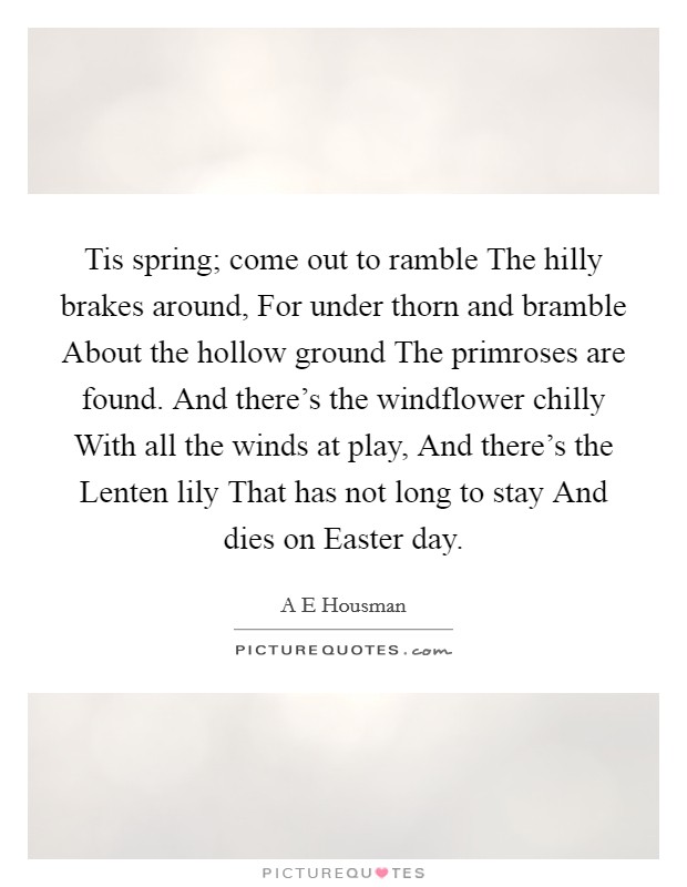 Tis spring; come out to ramble The hilly brakes around, For under thorn and bramble About the hollow ground The primroses are found. And there's the windflower chilly With all the winds at play, And there's the Lenten lily That has not long to stay And dies on Easter day. Picture Quote #1