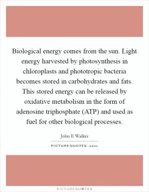 Biological energy comes from the sun. Light energy harvested by photosynthesis in chloroplasts and phototropic bacteria becomes stored in carbohydrates and fats. This stored energy can be released by oxidative metabolism in the form of adenosine triphosphate (ATP) and used as fuel for other biological processes Picture Quote #1
